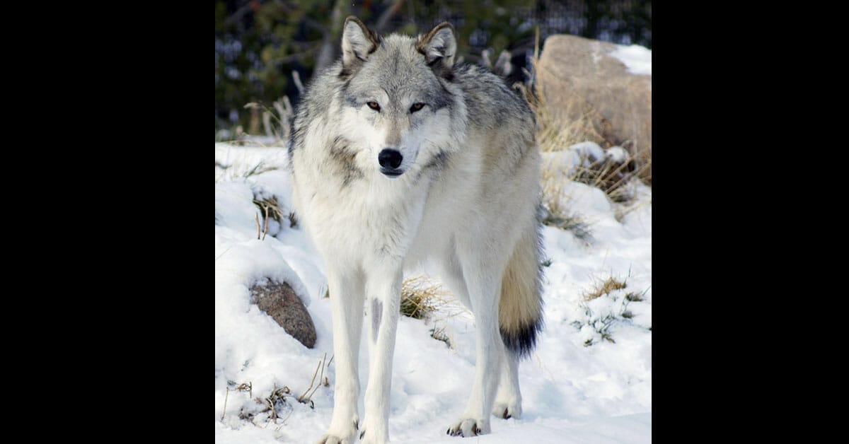 The ballot question to reintroduce gray wolves into Colorado was that they would be reintroduced west of the Continental Divide.