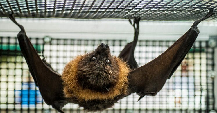 Is the New Fort Collins Bat Lab the Next Wuhan Bio Lab