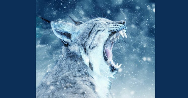 Senate Bill 22-031 Prohibit Hunting Bobcat Lynx And Mountain Lion