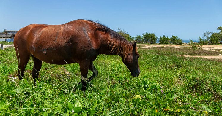 The Bureau of Land Management's Poor Management of Wild Horses