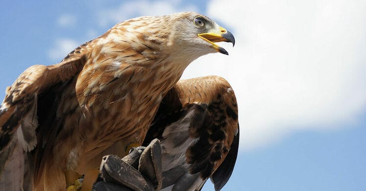 Wyoming Wind Projects Pose Dangerous Threat to Golden Eagles