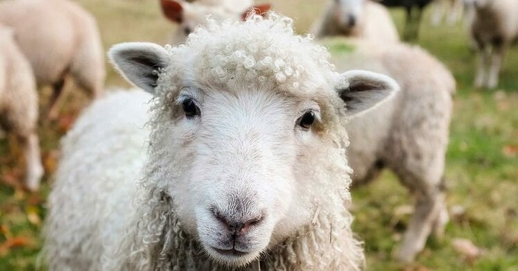 sheep or shepherd